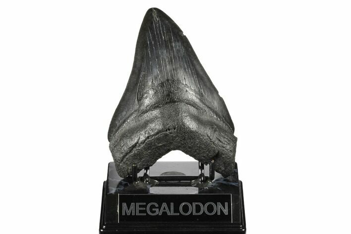 Fossil Megalodon Tooth - South Carolina #175941